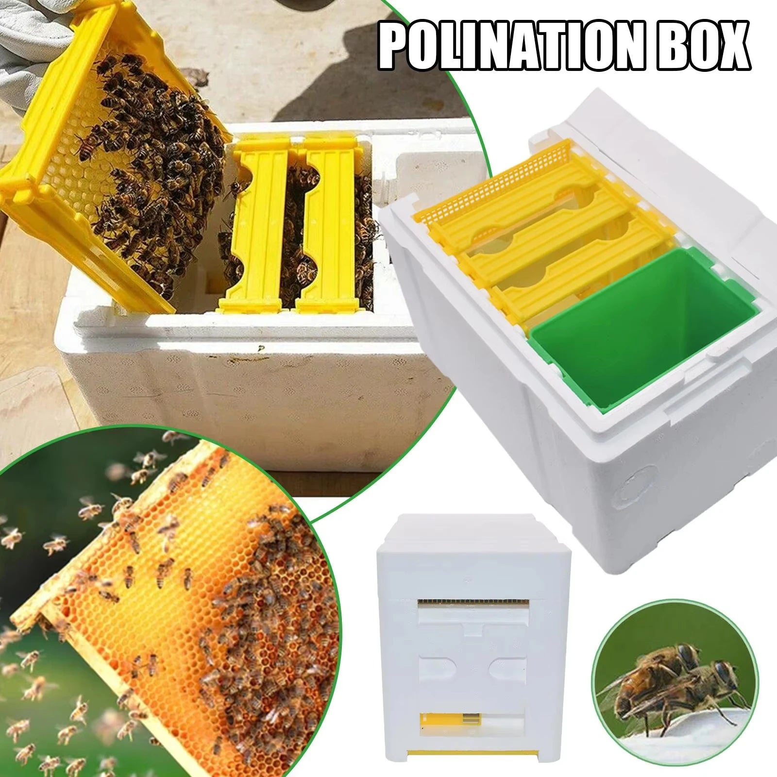 Boîte d'élevage de reines, Apidea